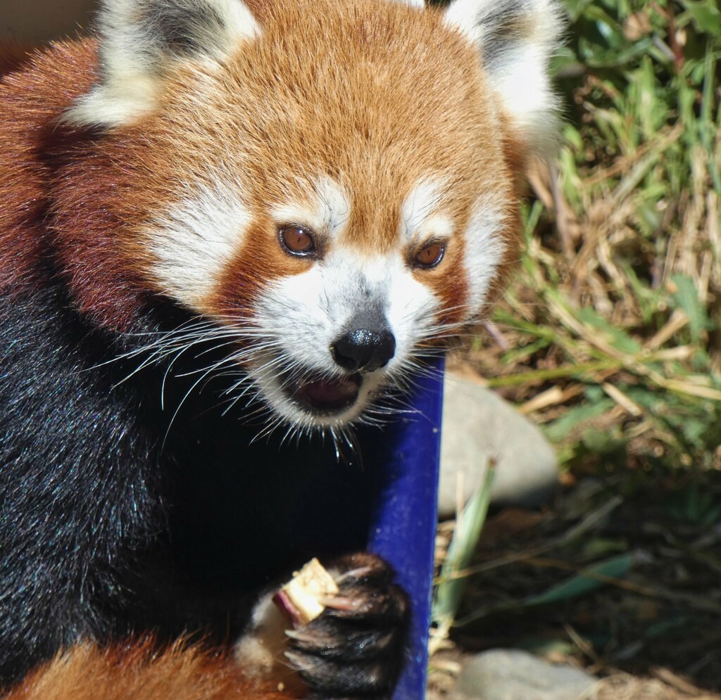 Beyond Diet: on red pandas and doing better-Patrick Lam